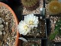 Gymnocalycium leeanum_1